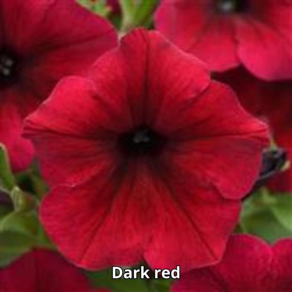 Petunia Sureshot - Imagen 8