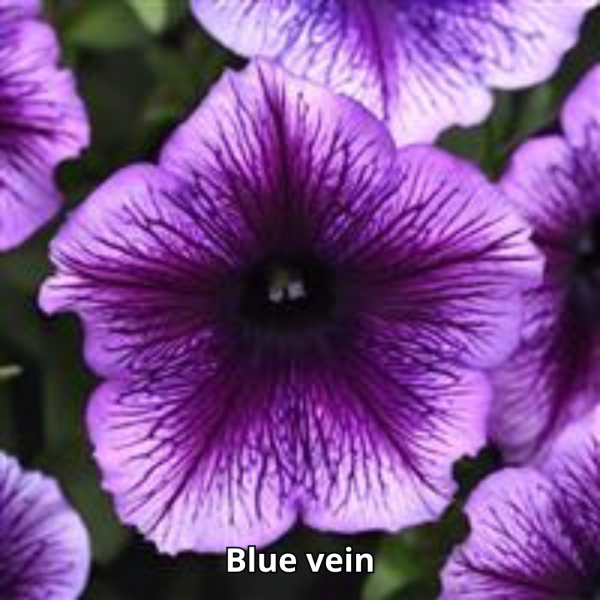 Petunia Sureshot - Imagen 9