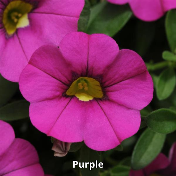 Calibrachoa MiniFamous Neo - Imagen 9