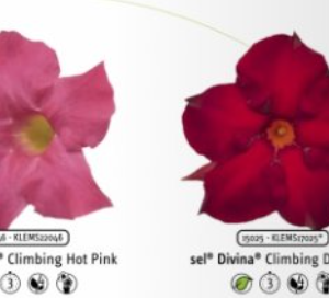 Mandevilla Divina Climbing