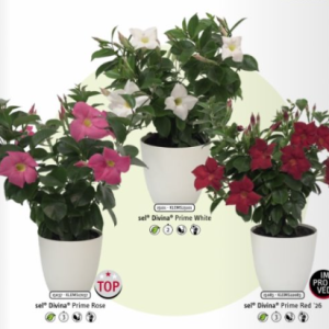 Mandevilla Divina Compact