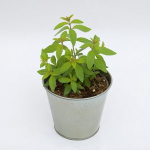 Lippia citriodora