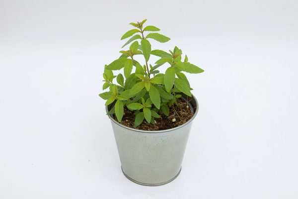 Lippia citriodora