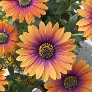 Osteospermum Purple Sun
