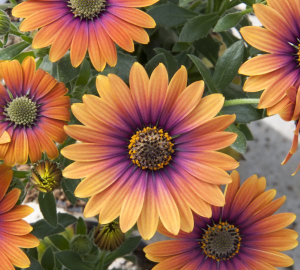 Osteospermum Purple Sun