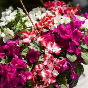 Impatiens Imara Mix