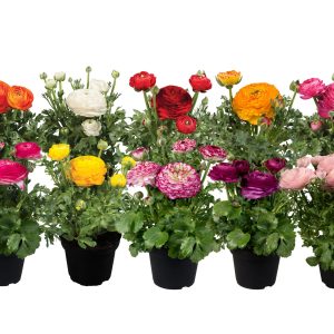 Ranunculus Sprinkles Mix