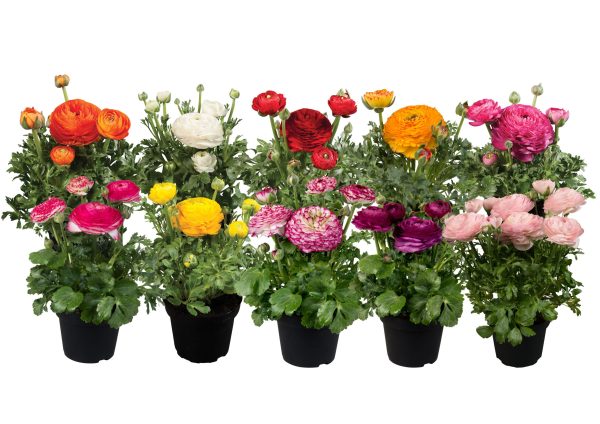 Ranunculus Sprinkles Mix