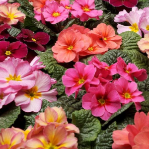 Primula Hethor Mid Springsun Mix​