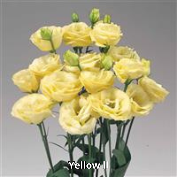 Lisianthus Rosita 3 - Imagen 2