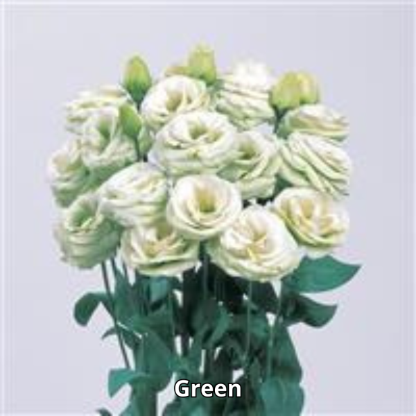 Lisianthus Rosita 3 - Imagen 10