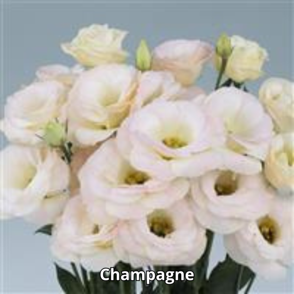 Lisianthus Rosita 3 - Imagen 11
