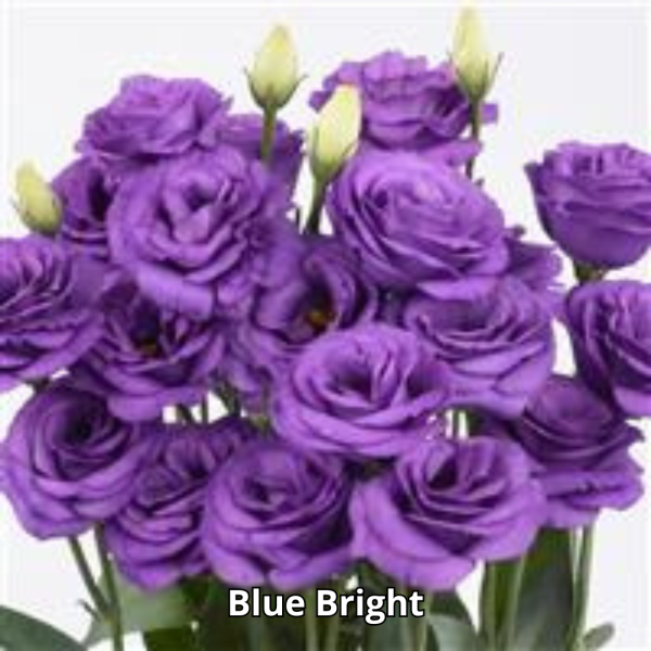 Lisianthus Rosita 3 - Imagen 12