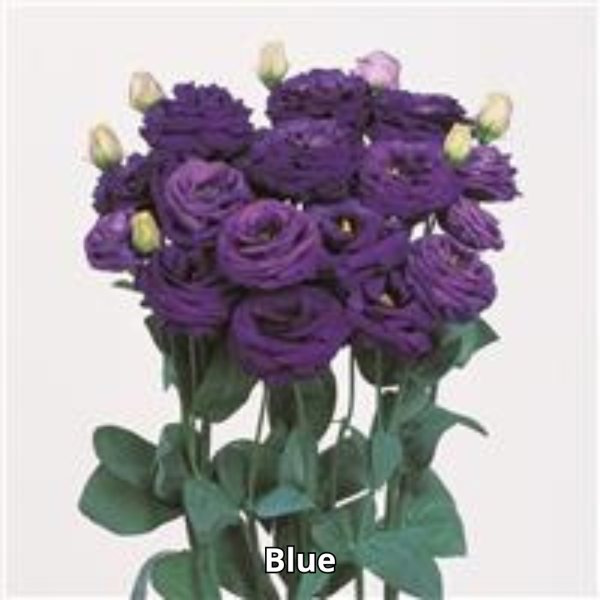 Lisianthus Rosita 3 - Imagen 13