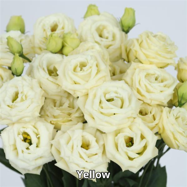 Lisianthus Rosita 3 - Imagen 3