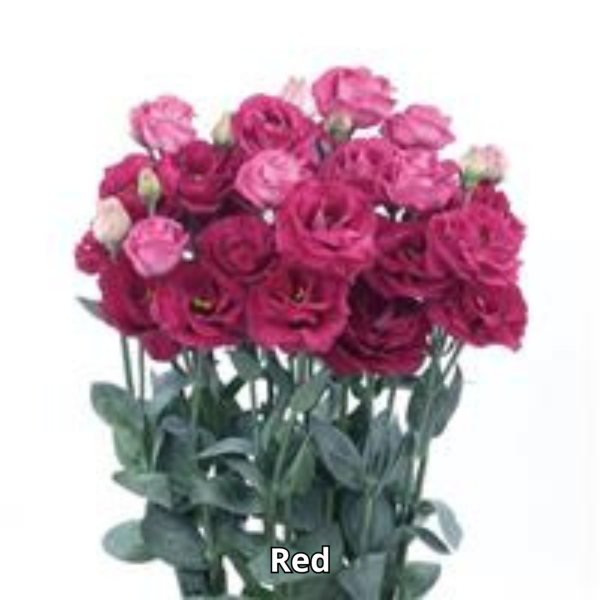 Lisianthus Rosita 3 - Imagen 4