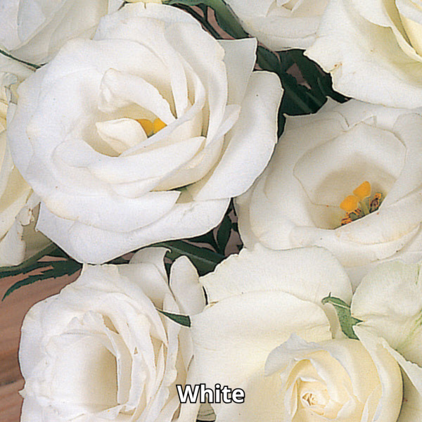 Lisianthus Rosita 3 - Imagen 5