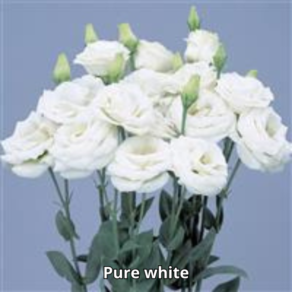 Lisianthus Rosita 3 - Imagen 6