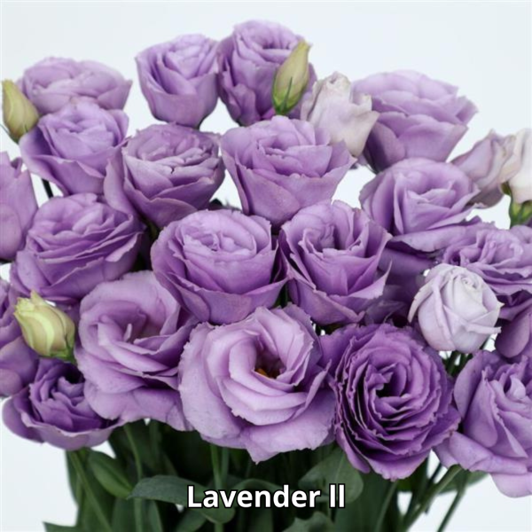 Lisianthus Rosita 3 - Imagen 7