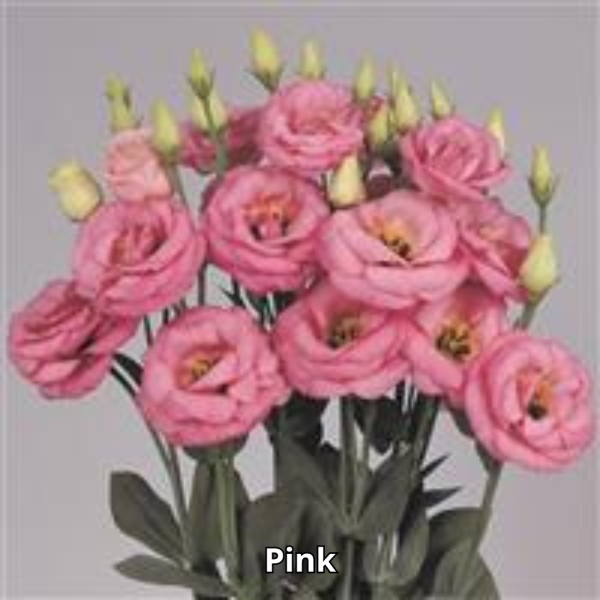 Lisianthus Rosita 3 - Imagen 8