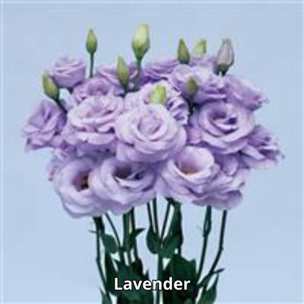 Lisianthus Rosita 3 - Imagen 9
