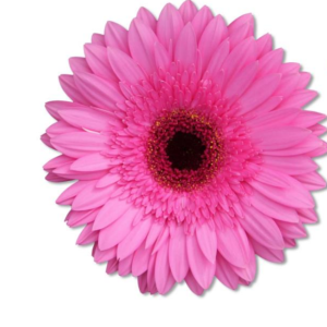 Gerbera Floella