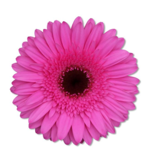 Gerbera Patty