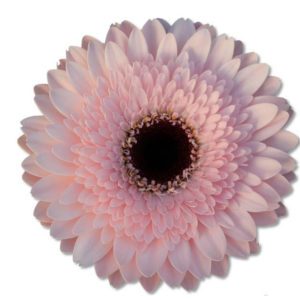 Gerbera Taiko