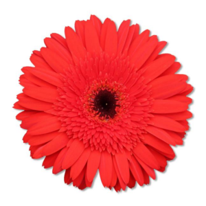 Gerbera Toscana