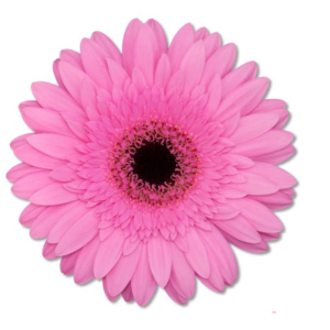 Gerbera Nila