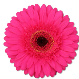 Gerbera Timira