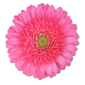 Gerbera Vera