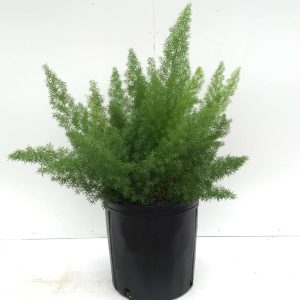 Asparagus meyerii
