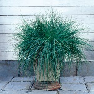 Festuca Festina