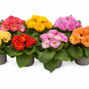 Primula Elodie Double Mix