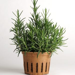 Romero (Herb Rosemary)