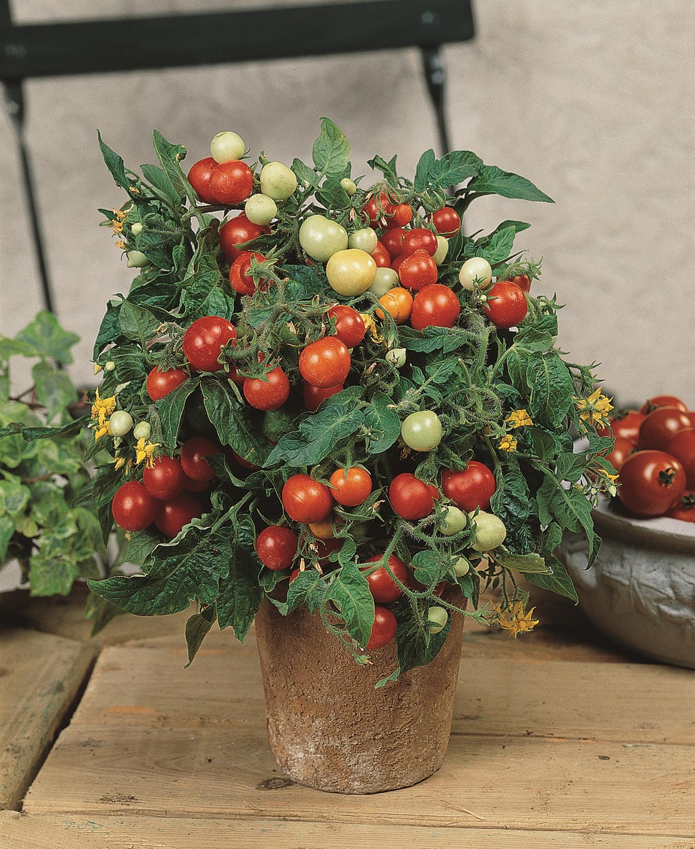Tomate Micro Tom - Imagen 2