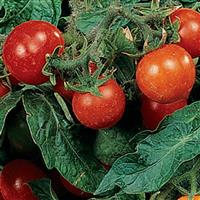Tomate Micro Tom