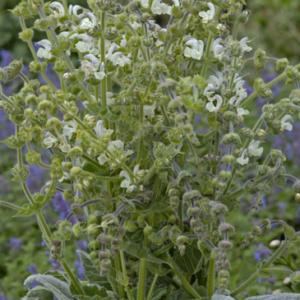 Salvia Argentea Artemis
