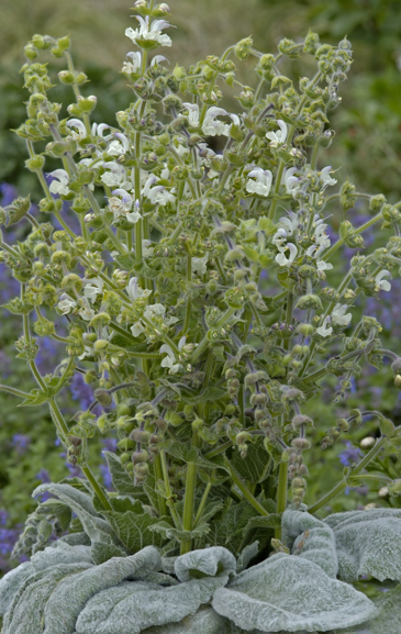 Salvia Argentea Artemis