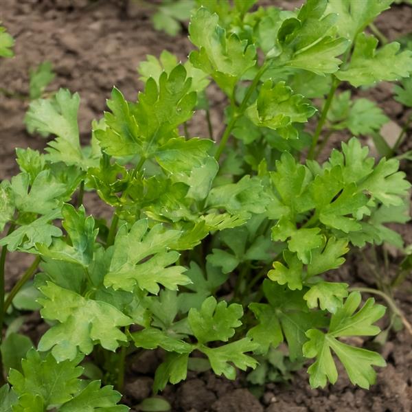 Her Parsley Simple Herb Flat