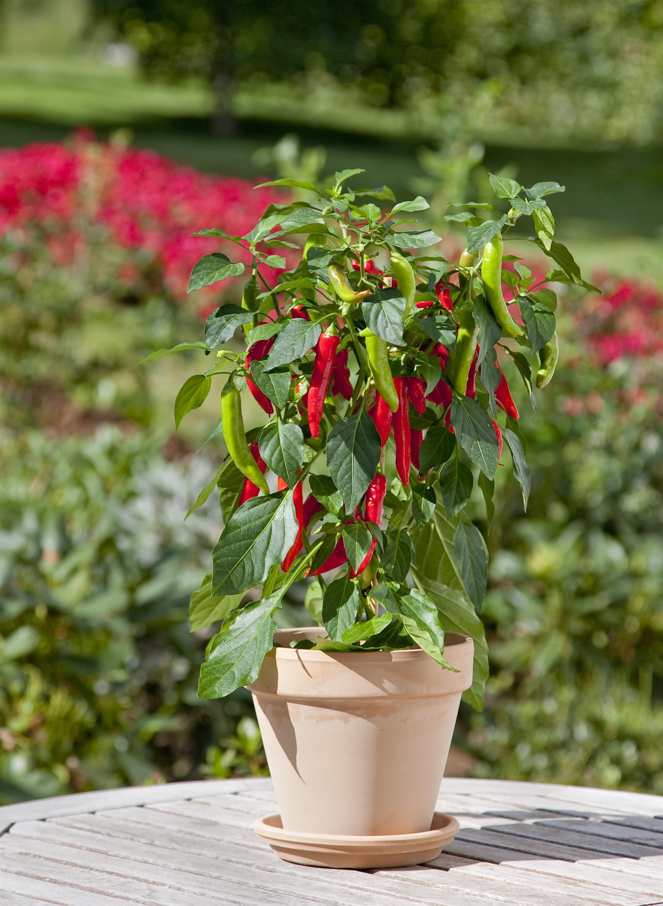 Pepper Potted Hot Fajita