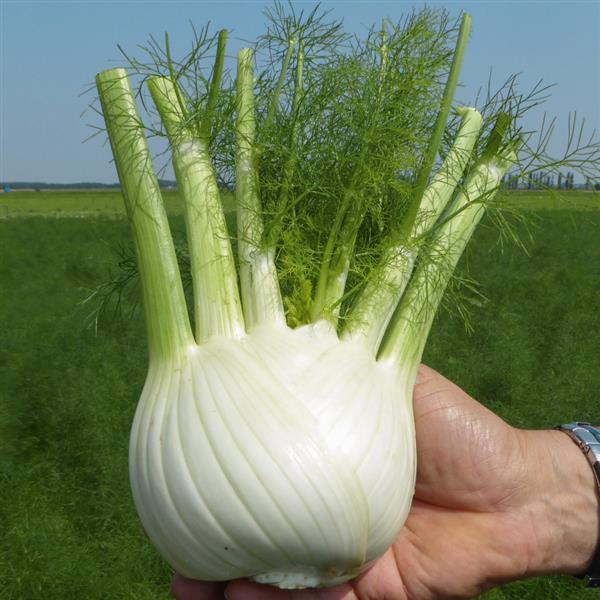 her fennel orion