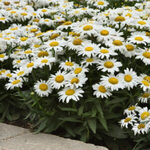 Leucanthemum White Lion