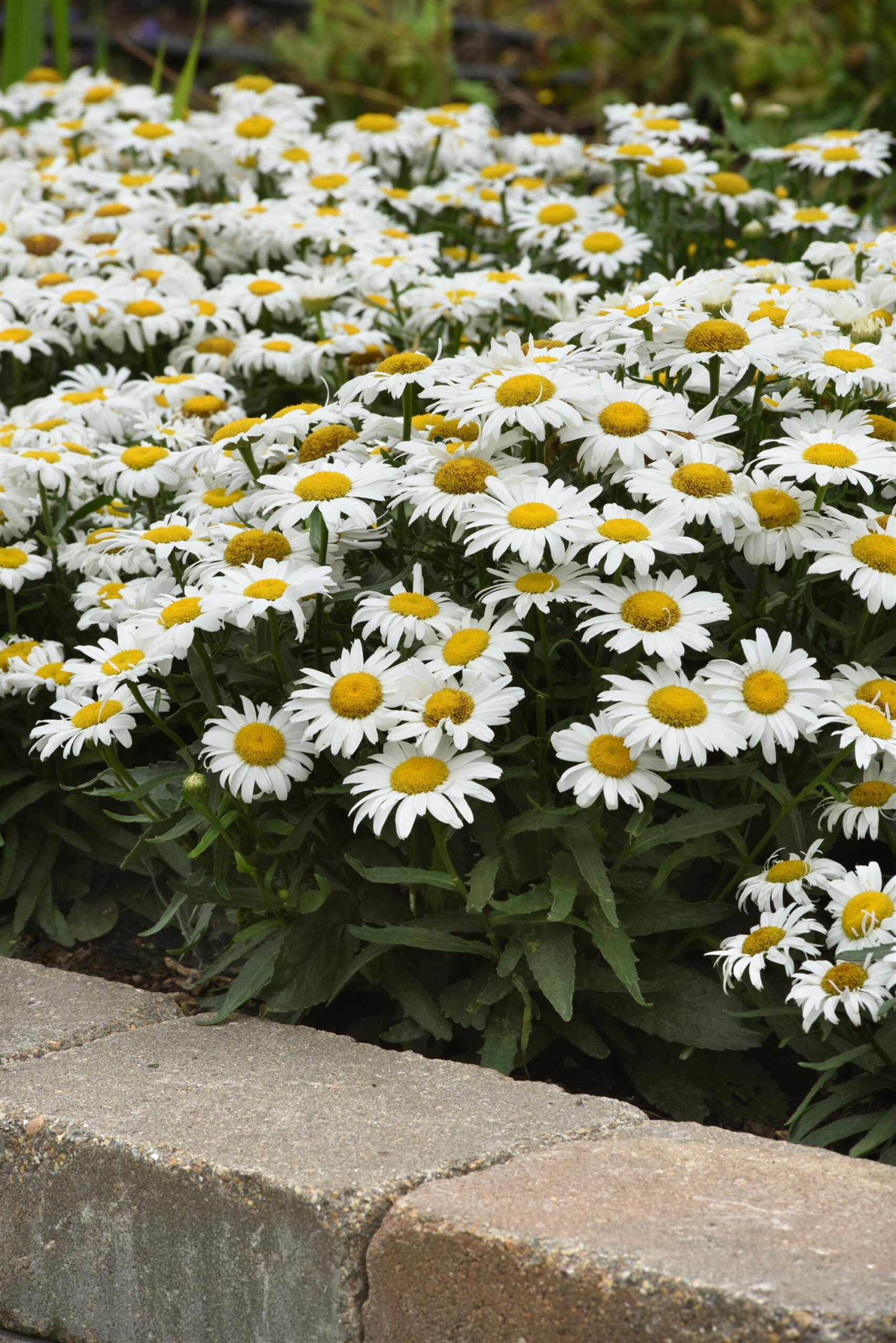 Leucanthemum White Lion